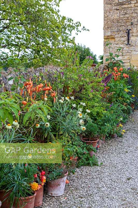 Bourton House Garden, Gloucestershire. Mi-été. Collection de plantes exotiques en pot le long du mur du jardin