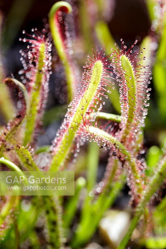 Dionaea muscipula, Piège à mouches Vénus