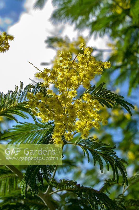 Acacia dealbata (Mimosa) en fleur contre un ciel bleu