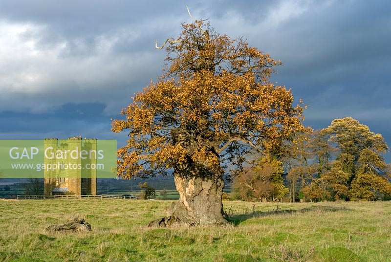 Chêne étêté (Quercus robur) à Stone, Gloucestershire avec folie crénelée en arrière-plan