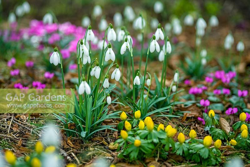 Colesbourne, Glos., Royaume-Uni. Fleurs au début du printemps, perce-neige, cyclamen et aconites d'hiver