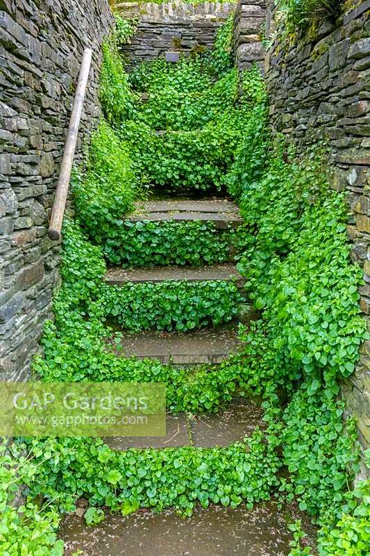 La Garden House, Devon, Royaume-Uni. Étapes entre les murs en pierre, ramollis de feuillage