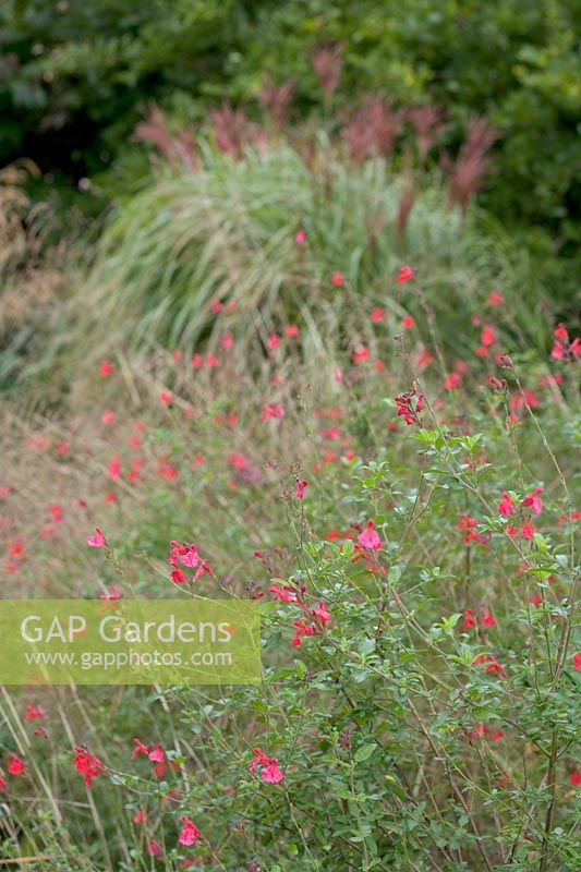 Plantes spéciales (jardin de Derry Watkin), Bath, Royaume-Uni. Fin de l'été, Salvia en dérives