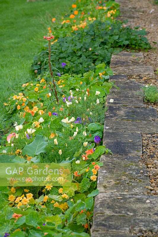 Plantes spéciales (jardin de Derry Watkin), Bath, Royaume-Uni. À la fin de l'été, les capucines tracent le chemin