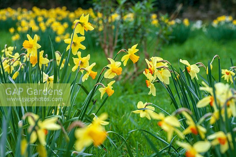 Jardin de Cotehele, Cornwall, (NT). Jonquilles de printemps dans le jardin du verger