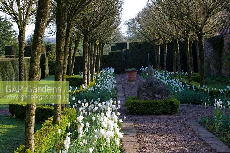 Cothay Manor Garden (Somerset) au printemps (Robb) Tulip 'White Triumphator' bordant la promenade de la licorne, (PR disponible)