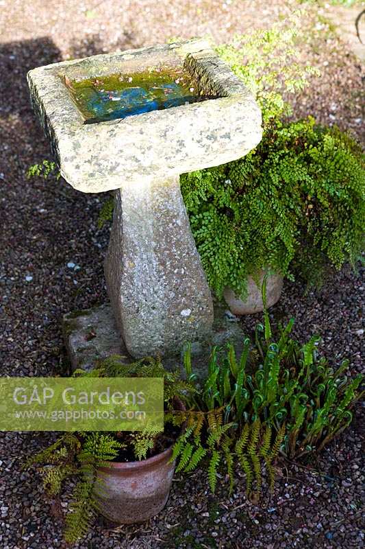 Cothay Manor Garden (Somerset) au printemps (Robb) bain d'oiseaux en pierre et fougères, (PR disponible)