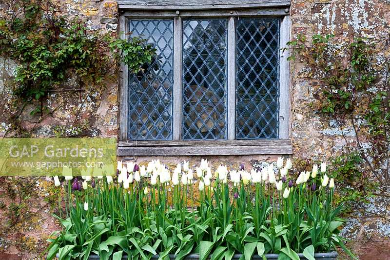 Cothay Manor Garden (Somerset) au printemps (Robb) Tulipes blanches sous une fenêtre en plomb, (PR disponible)