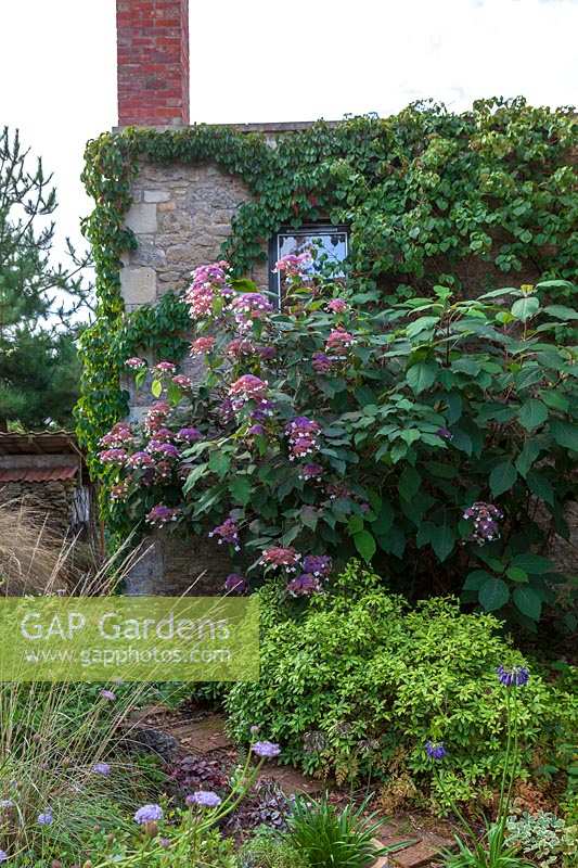 Derry Watkins Garden à plantes spéciales, Bath, UK Hydrangea aspera poussant sur le mur de la ferme