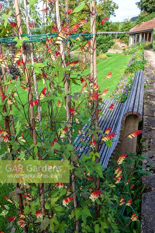 Derry Watkins Garden at Special Plants, Bath, Royaume-Uni. Ipomoea lobata et banc