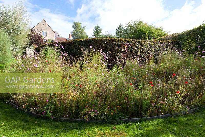 Derry Watkins Garden at Special Plants, Bath, Royaume-Uni. Parterre annuel informel avec Cosmos, coquelicots, etc.