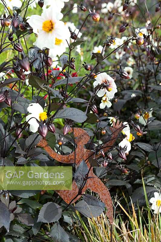 Derry Watkins Garden at Special Plants, Bath, UK, parterre de fleurs avec Dahlia 'Twynings After Eight'