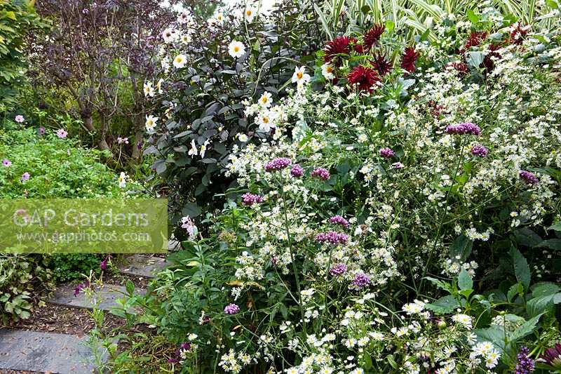 Derry Watkins Garden at Special Plants, Bath, Royaume-Uni. Plantation massive en fin d'été avec Verveine, Dahlia et Asters