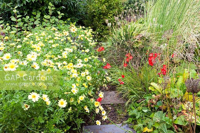 Derry Watkins Garden at Special Plants, Bath, Royaume-Uni, Argryanthemum 'Jamaica Primrose' et Schizostylis 'Major'