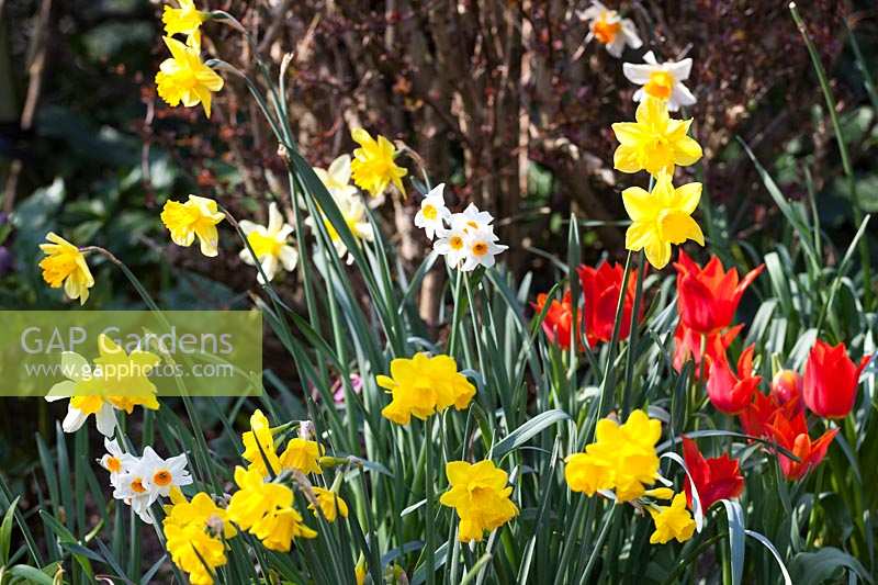 Jonquilles (Narcisse) au soleil du printemps, Docton Mill, Devon
