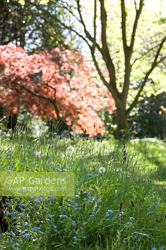 Au début de l'été dans la zone de fleurs sauvages à Bristol University Botanic Gardens