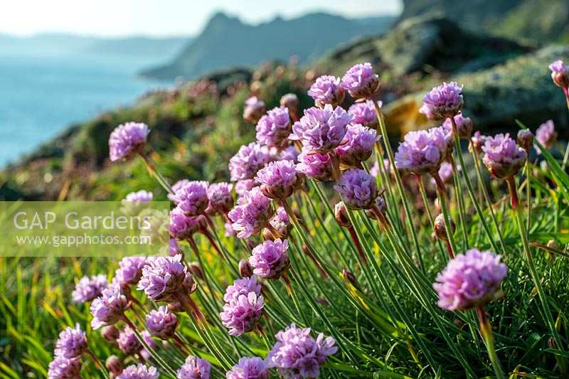 Armeria maritima ('Sea Pink' ou 'Thrift') poussant sur les falaises du sud du Devon