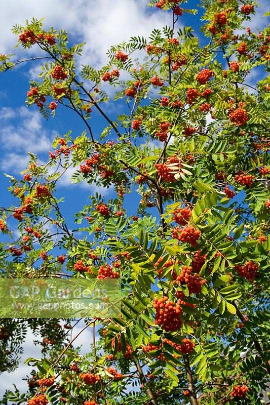 Rowan (Mountain Ash) ou baies de Sorbus dans la lumière du soleil d'automne