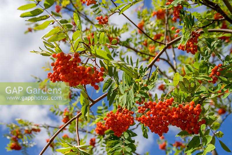 Rowan (Mountain Ash) ou baies de Sorbus dans la lumière du soleil d'automne