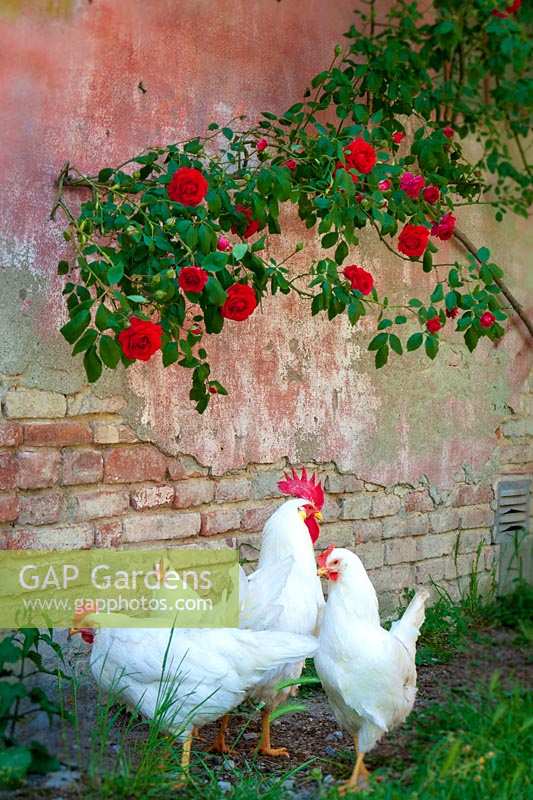 Poulets blancs et roses rouges, basse-cour, Italie