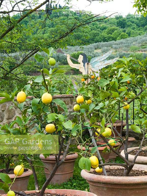 Citronniers en pots dans le jardin, Toscane, Italie