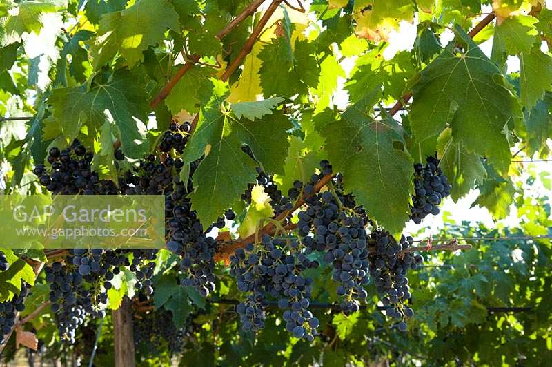 Raisins rouges sur vigne, Pouilles, Italie