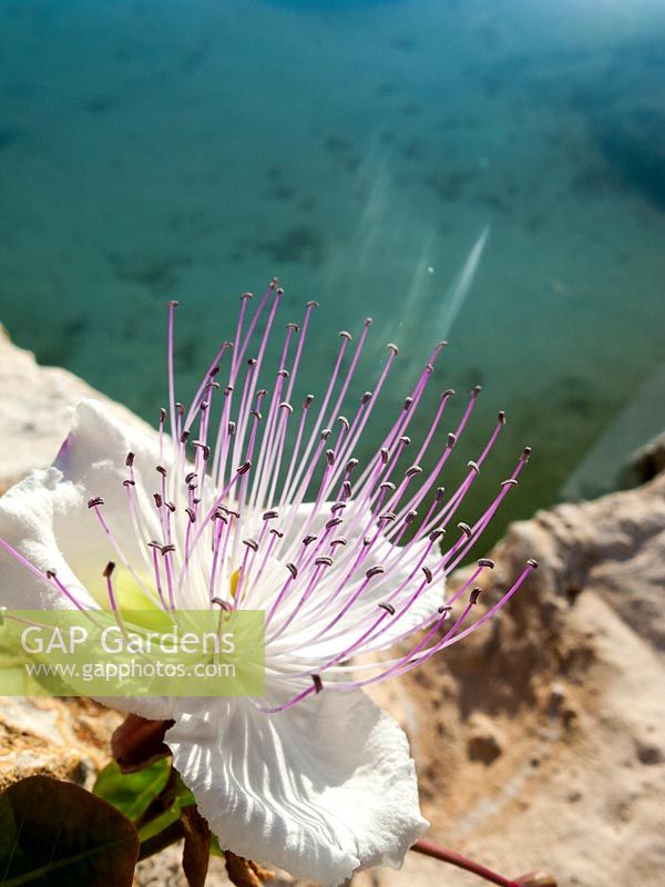 Fleur de Capparis spinosa (Caper)