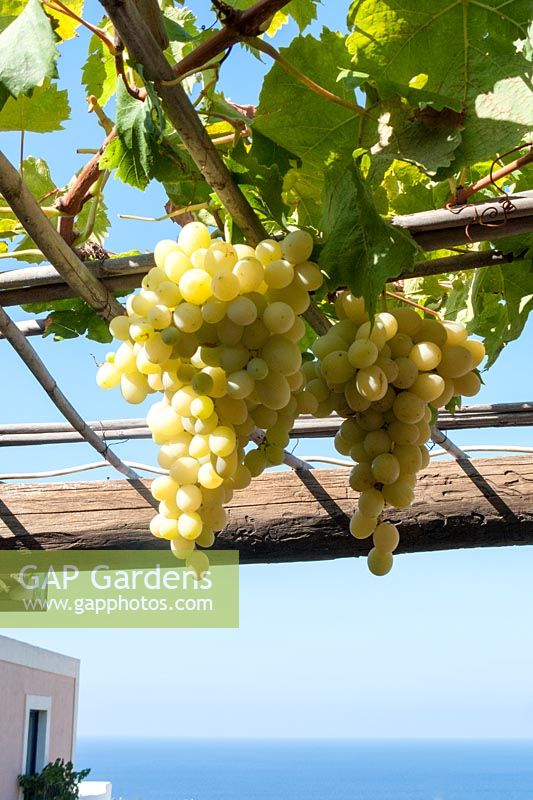 Raisins suspendus à une pergola à l'hôtel Signum, Salina, Italie