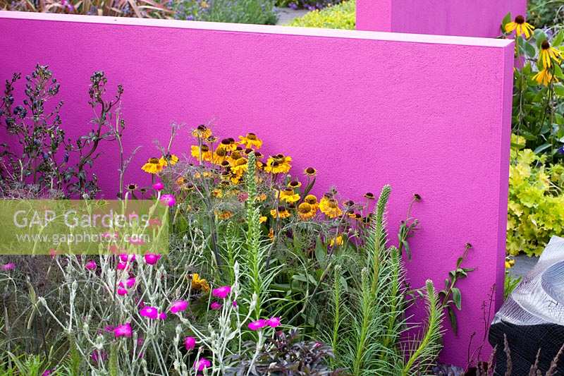Exposition florale de Hampton Court. jardin pour Astellas Pharma conçu par Jill MW Foxley, murs et clôtures roses Brisght