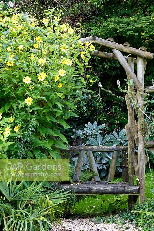 Le jardin de Jackie Healy près de Chepstow. Jardin au début de l'automne. Tonnelle en bois rustique avec Helianthemum 'Lemon Queen'