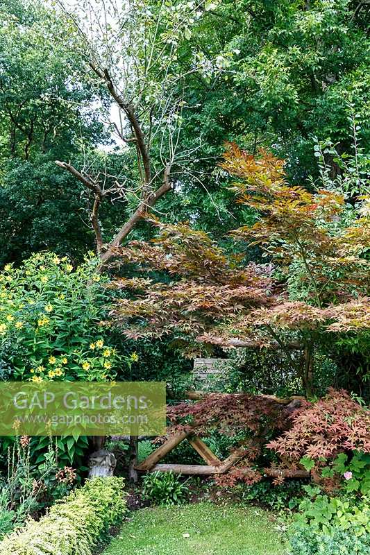 Le jardin de Jackie Healy près de Chepstow. Jardin au début de l'automne. Acer 'Bloodgood' dans un jardin boisé