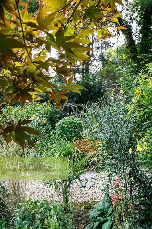 Le jardin de Jackie Healy près de Chepstow. Jardin au début de l'automne. Acer 'Bloodgood' et herbes dans un jardin boisé automnal