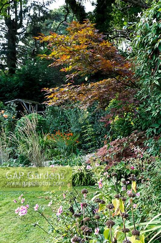 Le jardin de Jackie Healy près de Chepstow. Jardin au début de l'automne. Acer 'Bloodgood' et herbes dans un jardin boisé automnal