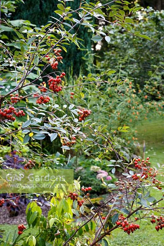 Le jardin de Jackie Healy près de Chepstow. Jardin au début de l'automne. Rosa glauca hanches dans jardin automnal