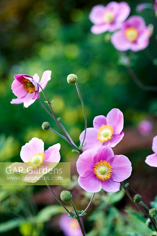 Anemone x hupehensis 'Abondance Hadspen'