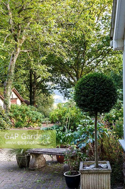 Le jardin de Jackie Healy près de Chepstow. Jardin au début de l'automne. Patio avec 'sucette' topiaire en pot et banc en pierre