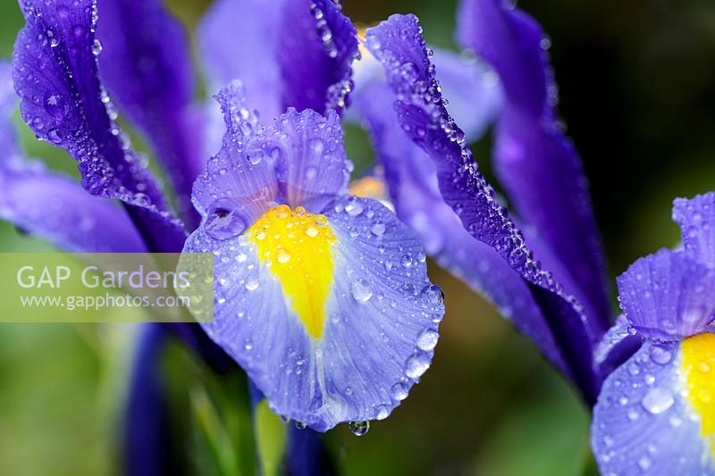 Dutch Iris flower couvert de gouttes de rosée