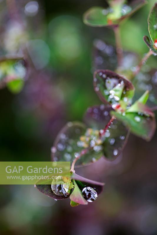 Feuillage d'Euphorbia avec des gouttes de rosée