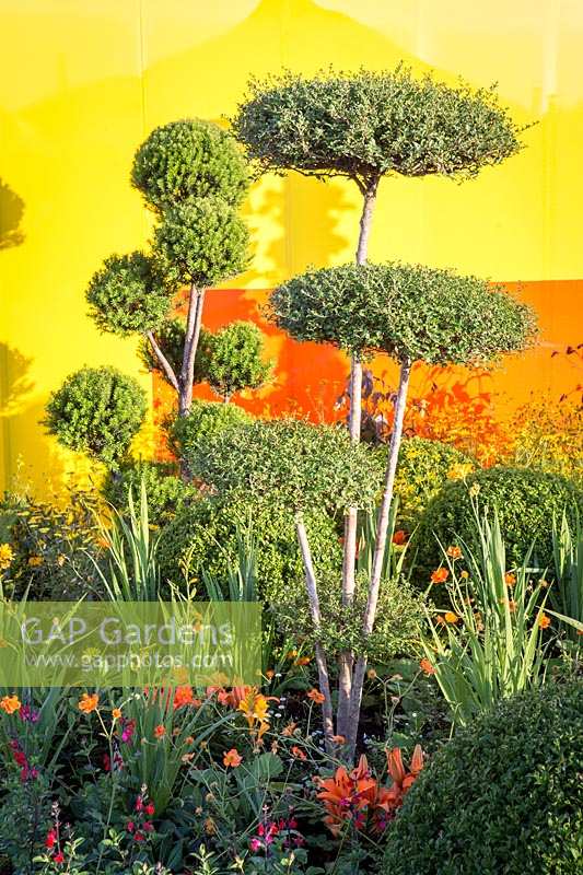 Exposition florale de Hampton Court, 2017. Jardin Journey Of Life, des. Edward Mairis. Plantes topiaires nuage dans le jardin de la cour très colorée, avec des murs en acrylique