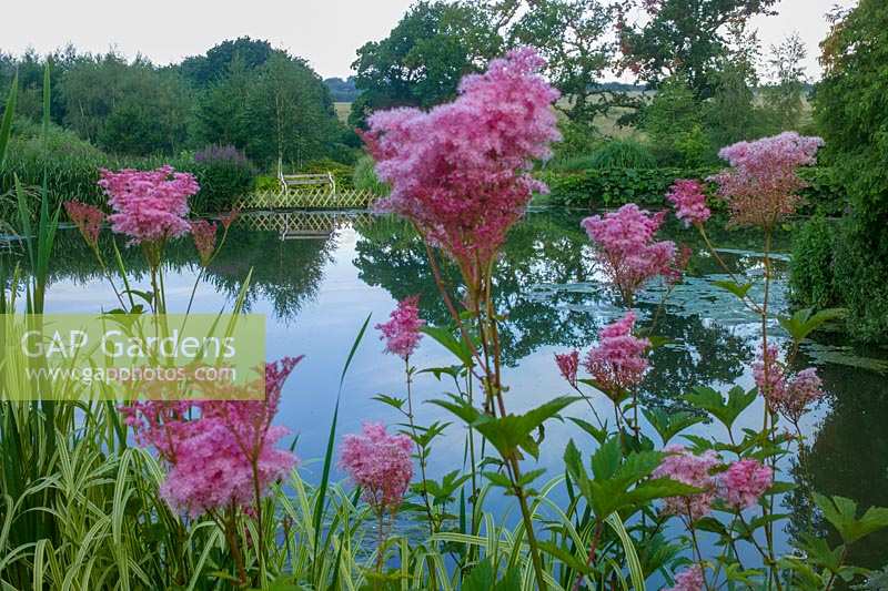 Lady Farm, Somerset, Royaume-Uni. (Judy Pearce et Mary Payne) été, grand lac avec Filipendula rubra 'Venusta'