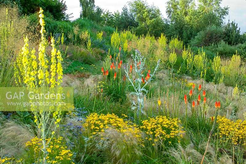 Lady Farm, Somerset, Royaume-Uni (Judy Pearce, Mary Payne) grand jardin moderne avec des zones de steppe et des parterres de fleurs des prairies. Verbascum olympicum en dérive avec Stipa tennuissima et Kniphofia uvaria