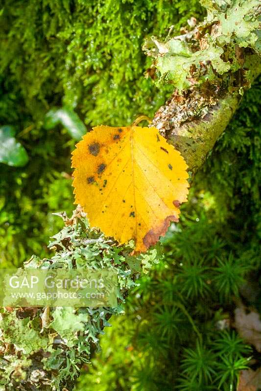 Horner Woods, le Holnicote Estate, Exmoor, Devon, UK (NT) automne dans la forêt de chênes antiques, feuille de bouleau automnal sur une branche couverte de lichen