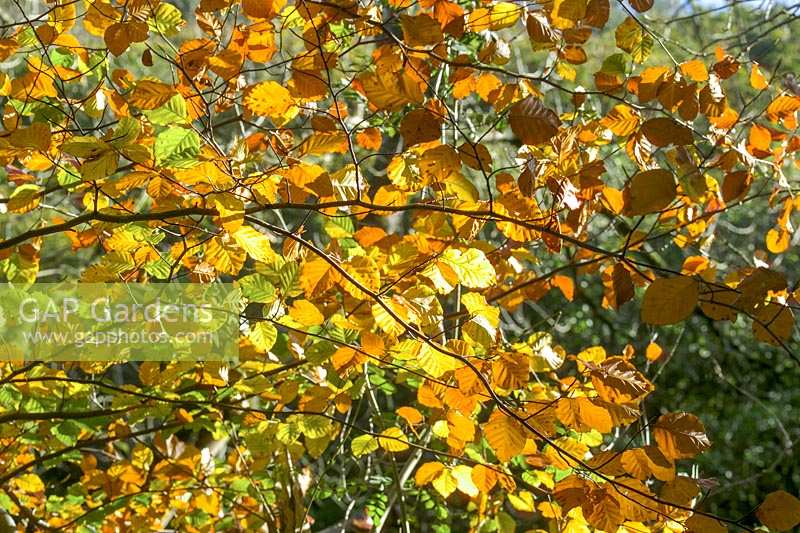 Horner Woods, le Holnicote Estate, Exmoor, Devon, UK (NT) feuilles de hêtre d'automne