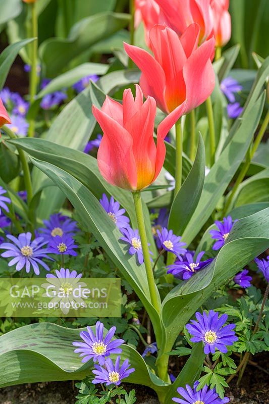 Tulipa 'Oriental Beauty' sous-plantée d'anémone 'Blue Shades'