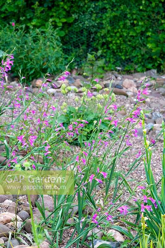 Jardin Holbrook, Devon (Hughes-Jones) Gladiolus communis subsp. byzantinus dans le jardin de gravier sec