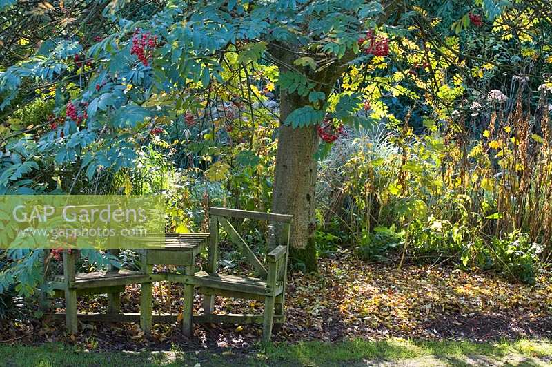 Knoll Gardens, Dorset, UK (Neil Lucas) automne banc en bois et table sous Sorbus avec baies