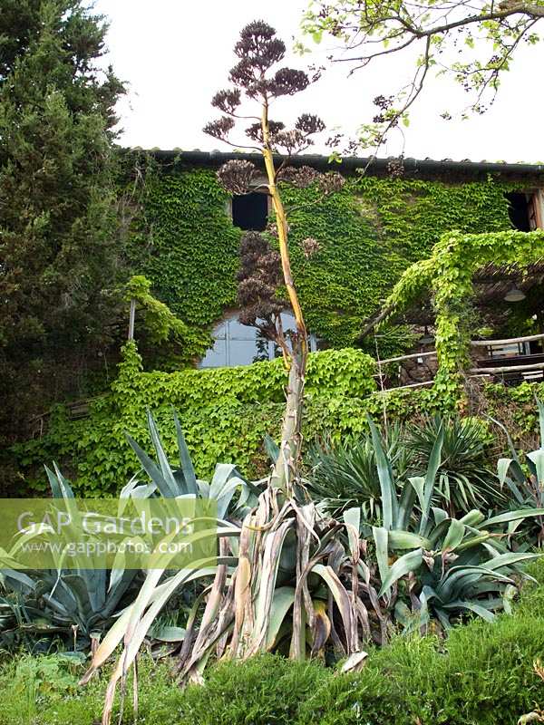 Jardin Parterre avec plante d'agave à fleurs à Locanda Casanuova, Toscane, Italie