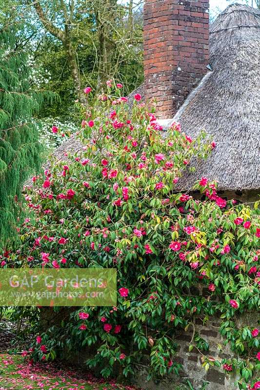 Camellia reticulata 'Captain Rawes'