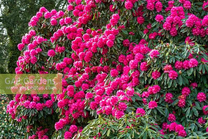 Rhododendron 'Cornish Red'