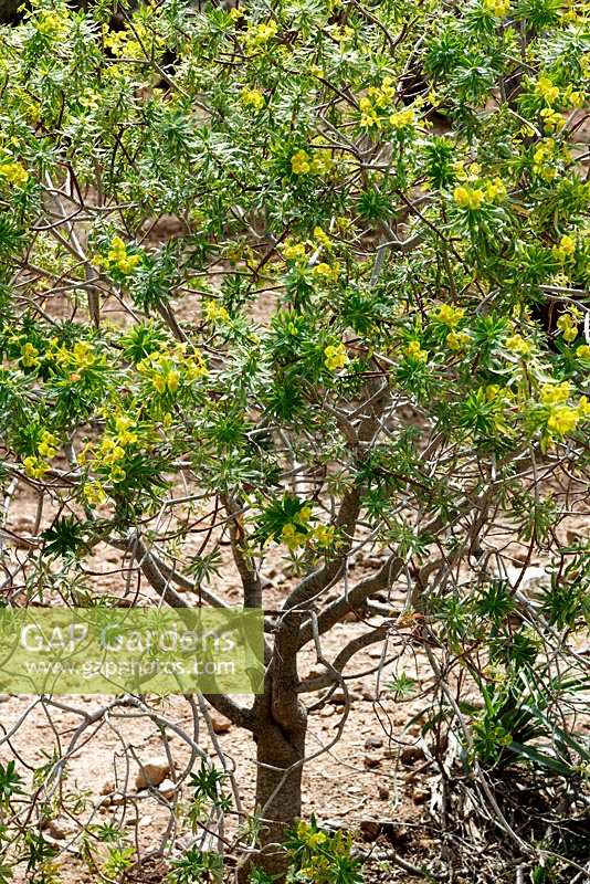 Euphorbia dendroides, également connu sous le nom d'euphorbe arboricole